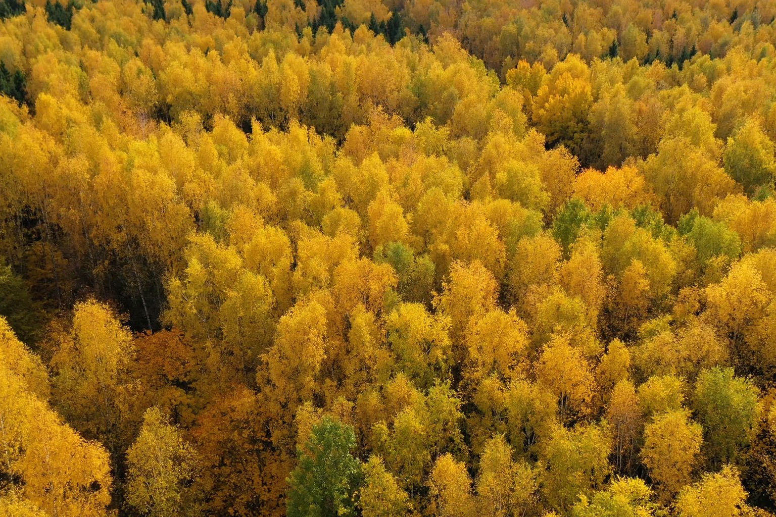 Discover Alder A Strategic Alternative To Poplar NWH Hardwood Lumber Discover Alder A Strategic Alternative To Poplar NWH Hardwood Lumber