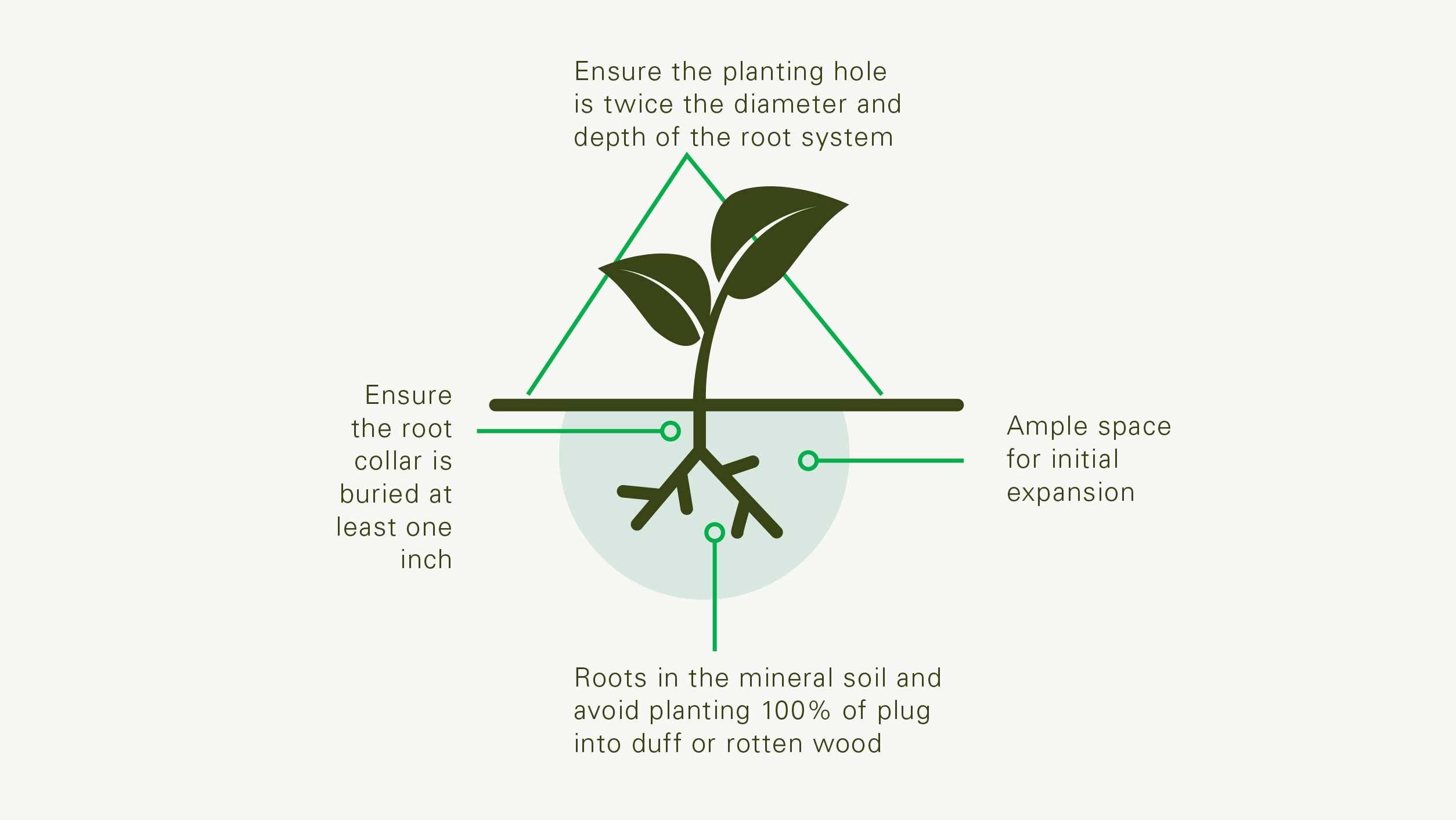 Alder Planting Diagram