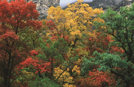 Proof Positive: Your Role in the Responsible – and Sustainable – Hardwood Supply Chain