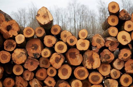 5 Reasons to Consider American Hardwoods