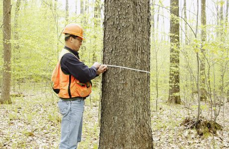 Hardwoods & Sustainable Forestry with Forester Chris Guth