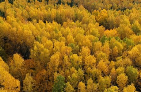 Los bosques de madera dura protegen un planeta saludable Los bosques de madera dura protegen un planeta saludable