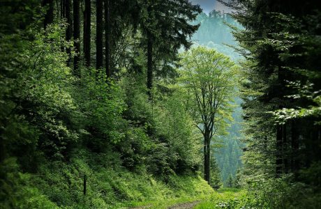 Are We Running Out of Trees?